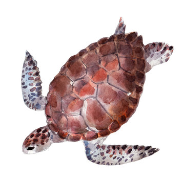 The turtle, watercolor illustration isolated on white background.
