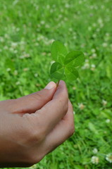 Naklejka na ściany i meble Hand holding a four-lobed clover leaf shamrock against a green background