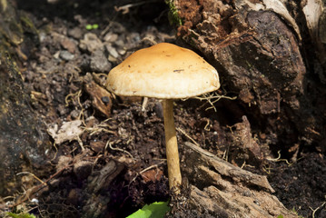 Woodland fungi mushroom which is often called a toadstall