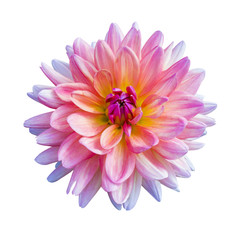 Schöne rosa Dahlie Dahlie. Dahlienblüte. Dahlien isoliert auf weißem Hintergrund