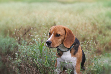 Beagle dog in the wild flower field.
