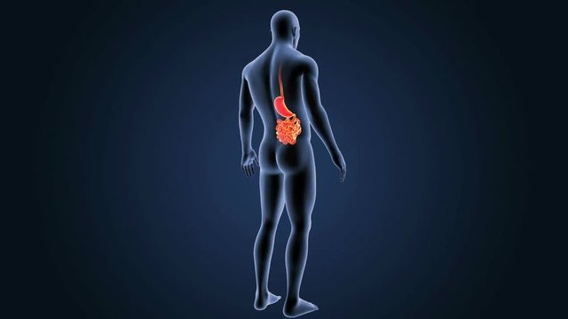Stomach and Small Intestine with Body