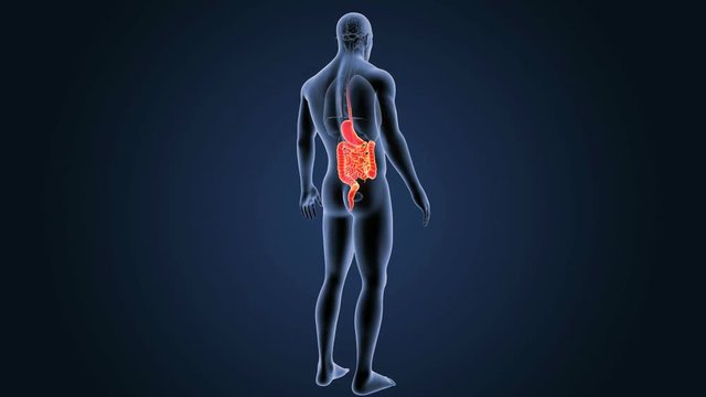 Stomach and Intestine with Organs