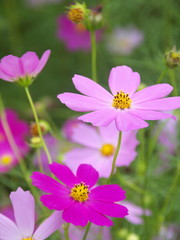 Obraz premium ピンクのコスモス