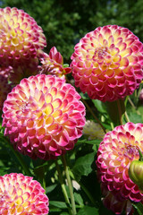 Ball Dahlias Hapet Daydream