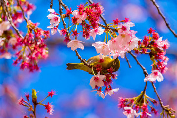 The Japanese White-eye and cherry blossoms. Located in Tokyo Prefecture Japan.