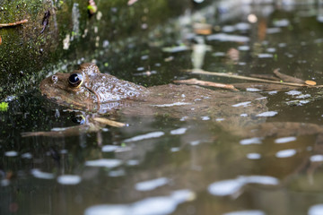 Frog floats in water canal, Bangkok, Thaland