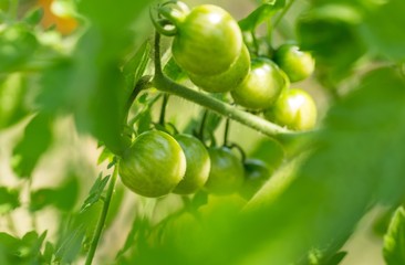 Green tomato growing on twig