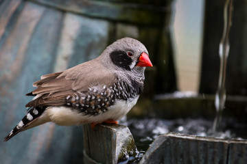 Bird Call