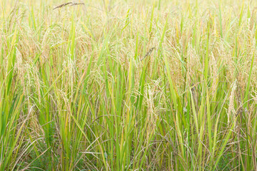 Golden paddy field.