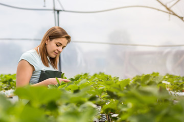 Strawberry growers with harvest,Agricultural engineer working in the greenhouse.Female greenhouse...
