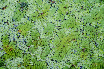 Fragment of a summer river