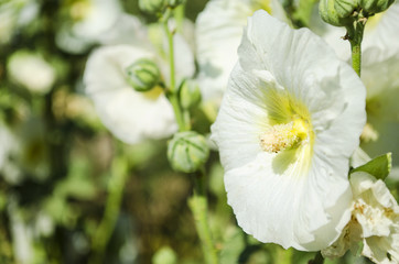 Beautiful white mallow flowers in the garden