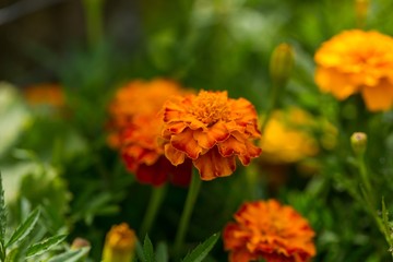 Beautiful marigolds flowers