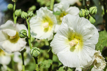 Beautiful white mallow flowers in the garden