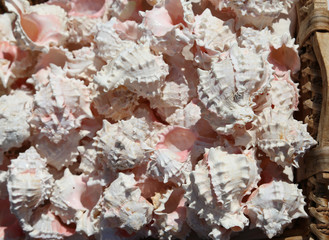 tropical and exotic shells in baskets for sale at a souvenir sho