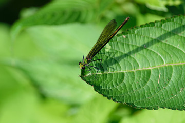 Prachtlibellen Weibchen auf einem Blatt