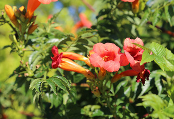 red pomegranate flowers in summer