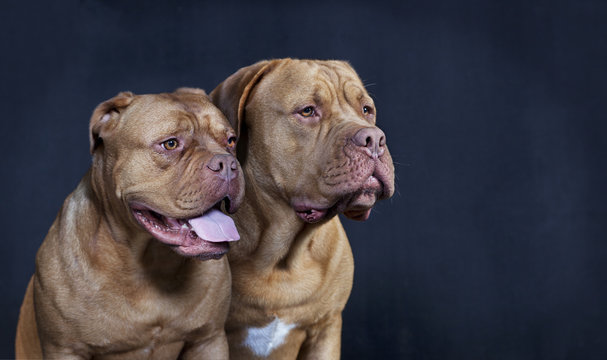 zwei bordeaux doggen