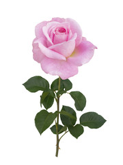 Delicate pink rose