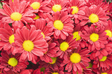 Colorful red chrysanthemum flower. Photo is focused at the center part.
