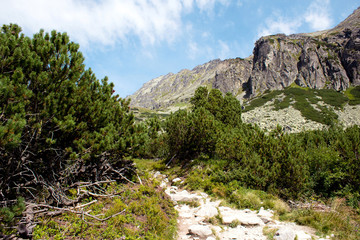 Landscape with pine trees and a mountain walk