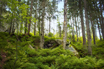 Obraz premium View of the forest