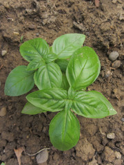 fresh basil plant in a vegetable garden