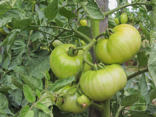 red tomato plants in a home made vegetable garden
