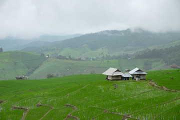 Stepped rice terrace at BAAN BONG PEANG, Maecham, Chiangmai, Thailand