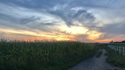 Maisfeld mit Wolken und Abendsonne