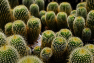 Eriocactus Leninghausi, Cactus