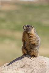 Yellow-bellied Marmot on Rock