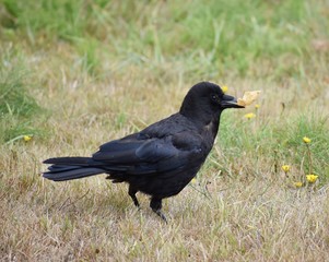 Black bird holding a corn chip in it's beak