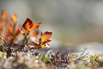 Herbstliche Blaubeerblätter