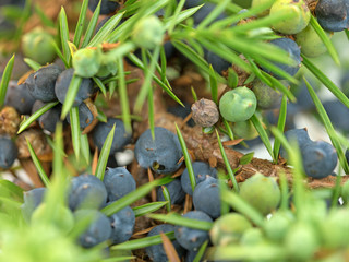 Wacholder, Juniperus, Wacholderbeeren