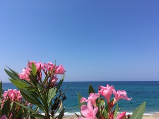 Oleander