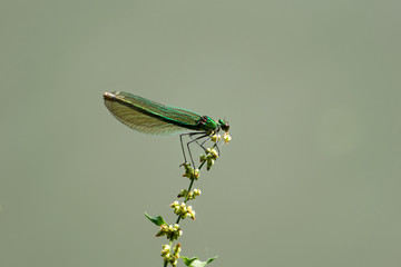 Prachtlibellen Weibchen auf einer Bl&uuml;te
