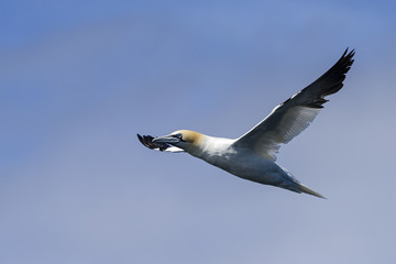 Northern Gannet - Sula bassana, Shetlands, United Kingdome