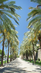 alley with palm trees