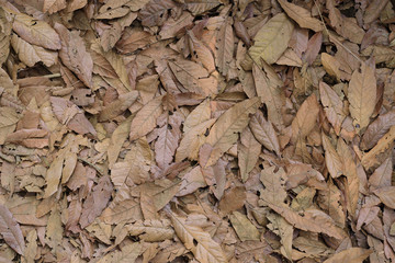 Tree leaves, background