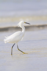 Snowy Egret
