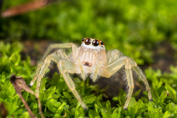 Jumping Spider on green moss extreme close up - Macro photo of jumping Spider on green moss