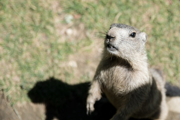Marmota en primer plano con fondo de naturaleza