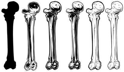 Graphic black and white human bone vector set