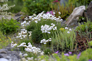 Strand-Grasnelke (Armeria maritima), Gewöhnliche Grasnelke