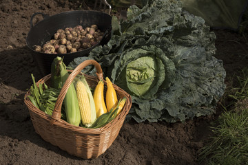 A display of freshly harvested vegetables including, potaoes,beans,corn and a large cabbage on an allotment in the UK