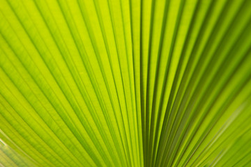 Close up of palm leaves,Green leaf background
