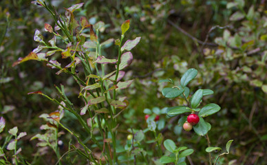 Shrub with red cranberries