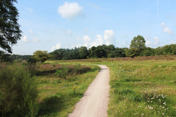 Fototapeta na wymiar Heather landscape, Utrechte heuvelrug